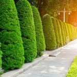 Crisp Lines. Clean Hedges. Every Time