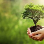 Expert Tree Surgery, Rooted in Experience