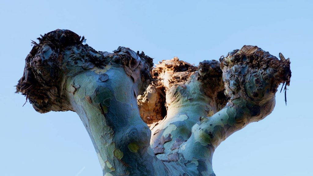 Stump Grinding and Removal